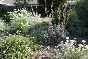 LaLoma Neighborhood | Native Plant Garden