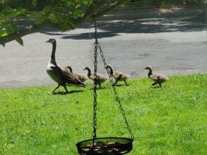 John Muir Park Community